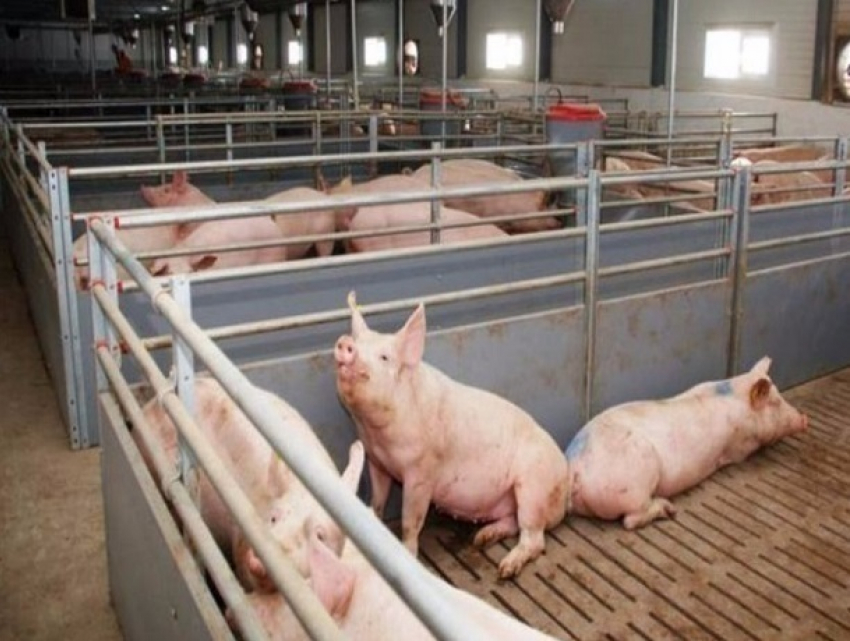 В Целинском районе началось уничтожение поголовья свиней из-за вируса африканской чумы