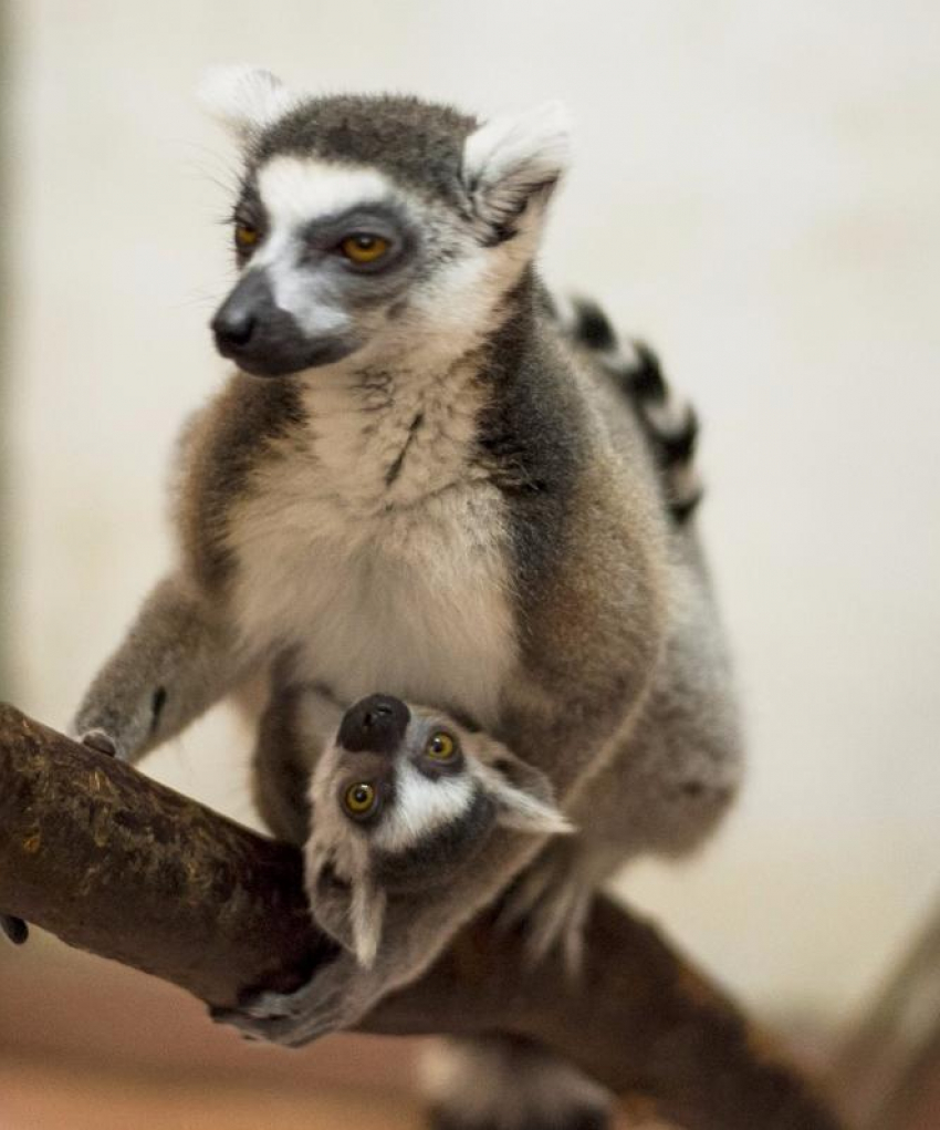 День Мадагаскара проводится в ростовском зоопарке в воскресенье