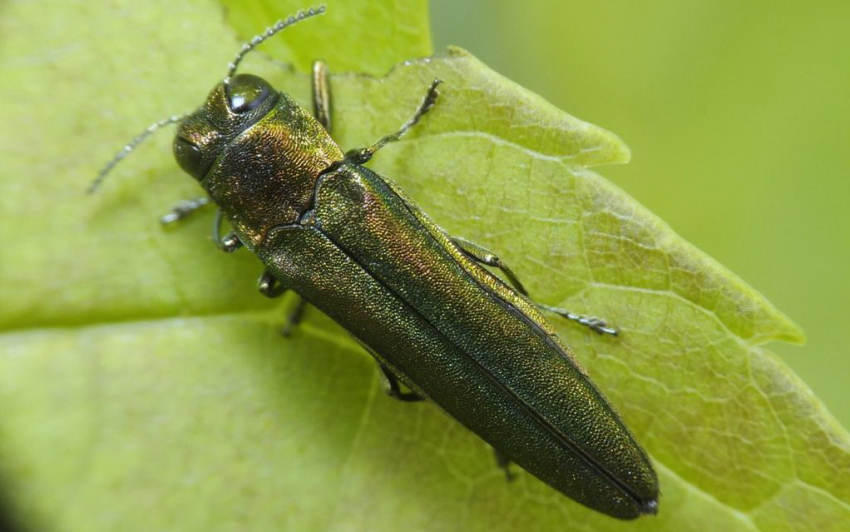 Изумрудная златка уничтожила почти 500 гектаров деревьев в Ростове 