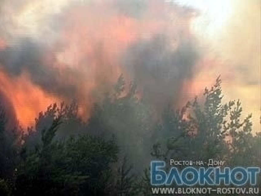 Лесной пожар в Ростовской области локализован