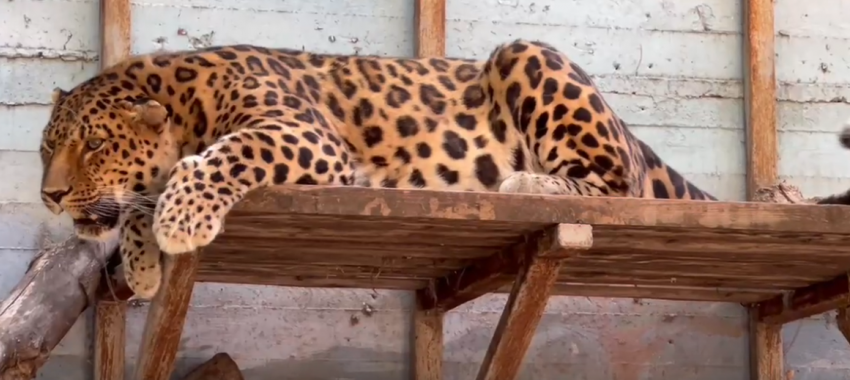 Леопард Амур из ростовского зоопарка отметил 14-летие