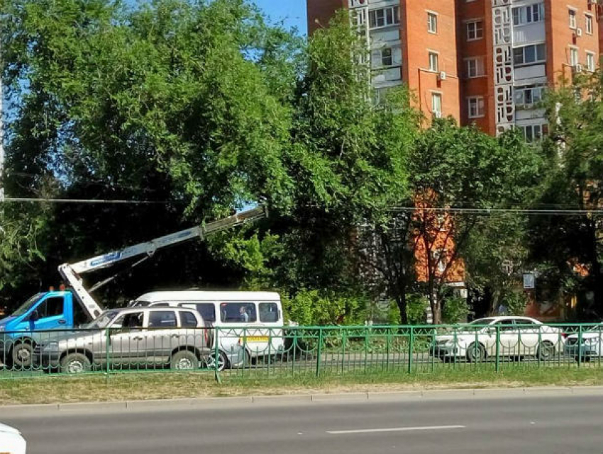 Наплевав на запреты, энергетики уничтожили десятки здоровых деревьев в центре Ростова