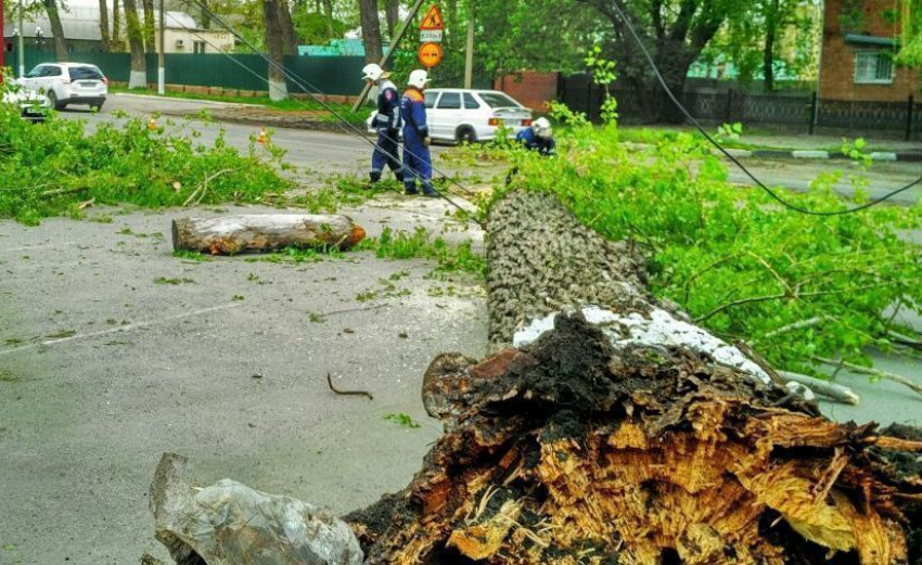В Ростове на улице Левобережной упало дерево