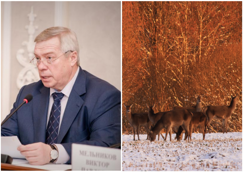 Ростовский губернатор Голубев выиграл в Верховном суде дело об участке для охоты