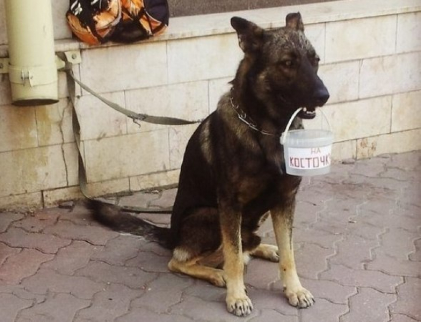 В Ростове пес-попрошайка зарабатывает деньги на косточки