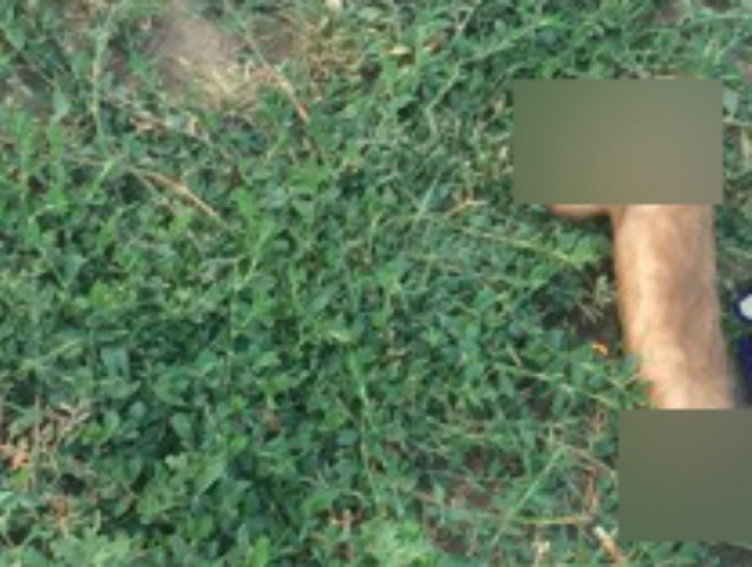 Одиноко брошенный на улице жестокой хозяйкой «дружок» вызвал приступ сарказма у жителей Ростова