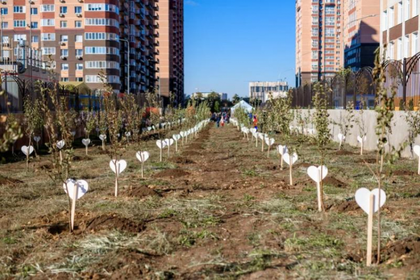 Жители экорайона «Вересаево» отметили День древонасаждения