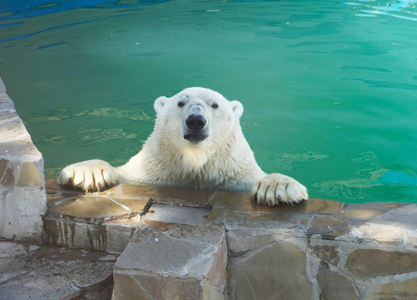 В Ростовском-на-Дону зоопарке белая медведица переехала в новый вольер 