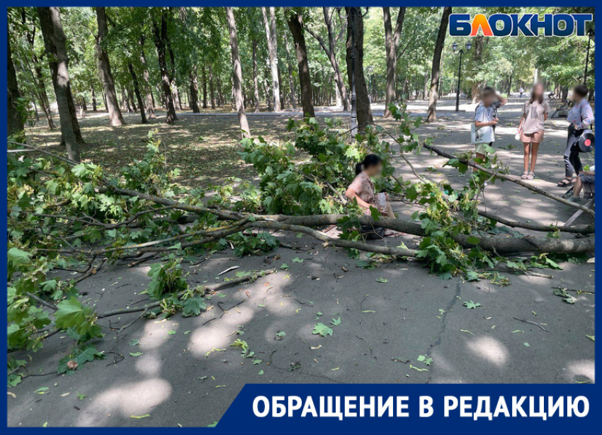 В парке Островского в Ростове упавшая ветка чуть не убила женщину с ребенком
