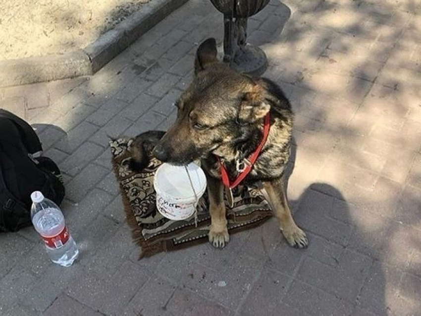 Несчастная собака-попрошайка в Ростове вызвала у прохожих сильное возмущение