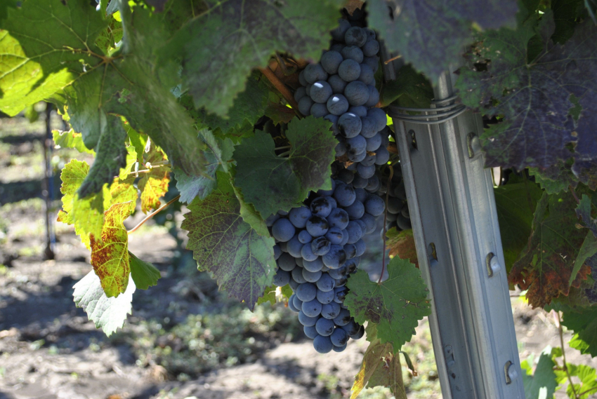 В Ростовской области высадят еще 100 гектаров виноградников