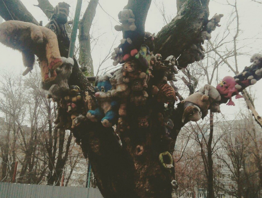 Жуткое «распятие» игрушек на огромном ветвистом дереве устроил сапожник в Ростове