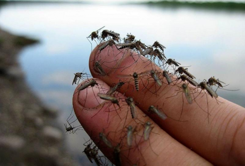 В Ростовской области объяснили причину нашествия комаров