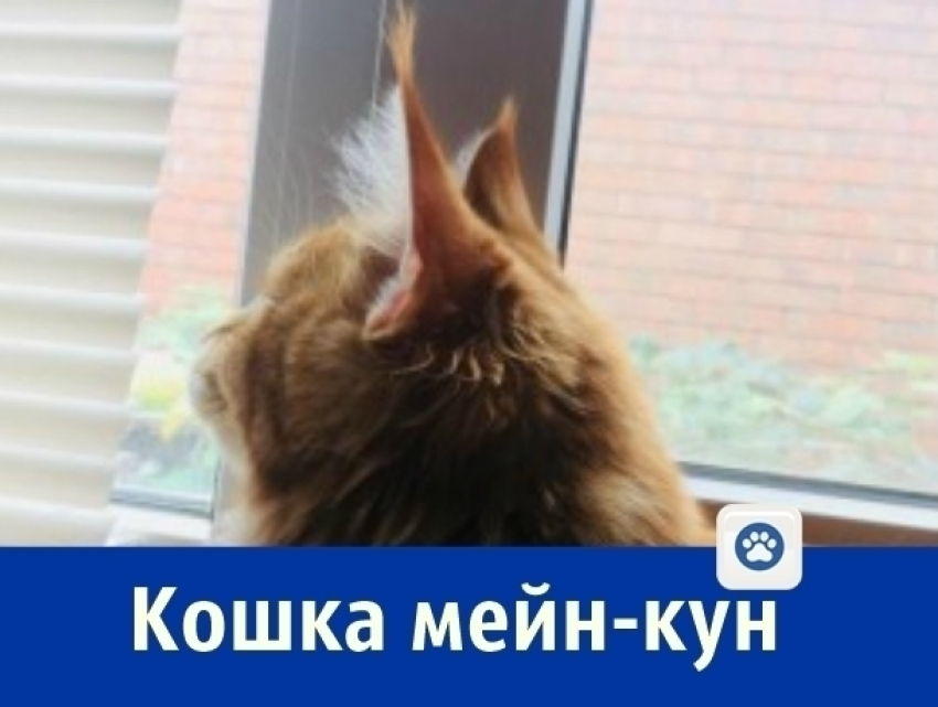 Прекрасную кошку мейн-кун продает ростовчанка