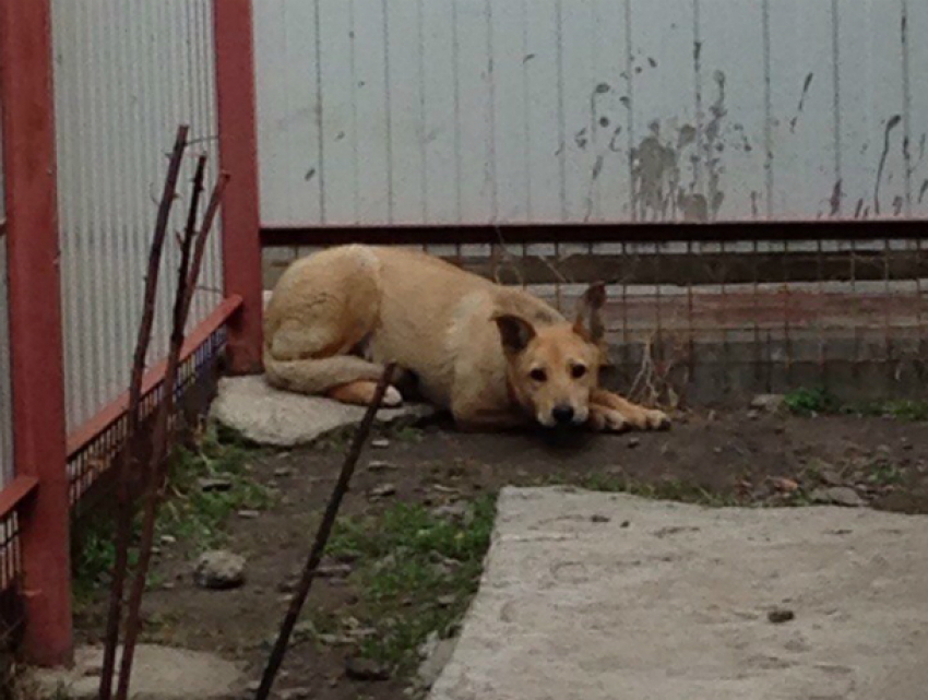 Заживо похоронить «идеального» щенка попытались живодеры в Ростове