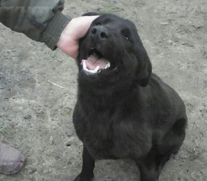 Жутким воем и лаем собака спасла семью от гибели в Ростовской области