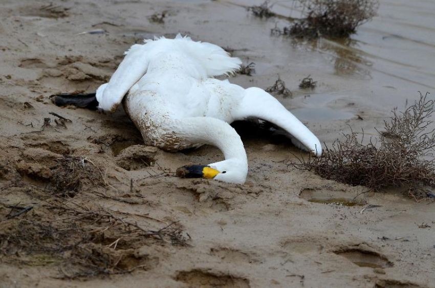 Минприроды выясняет причину гибели редких птиц в заповеднике «Ростовский»