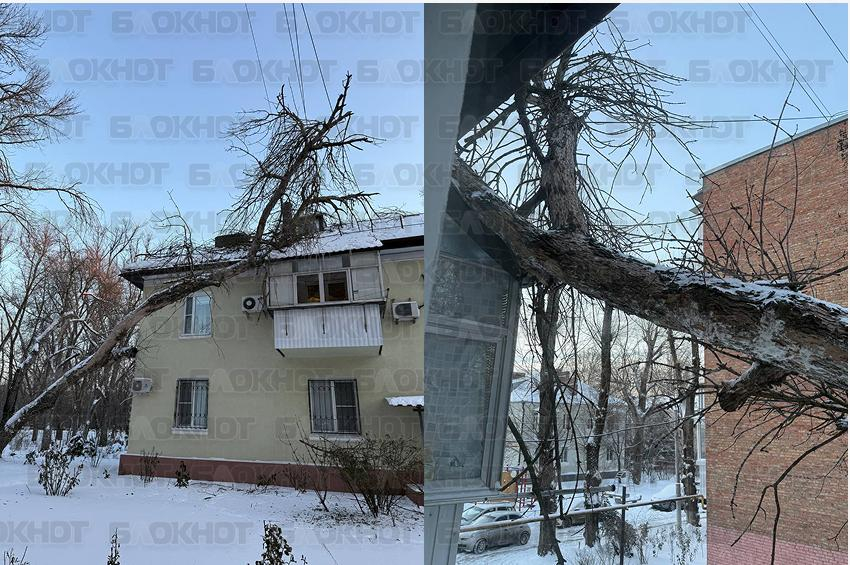 Дерево упало на балкон жилого дома в Ростове