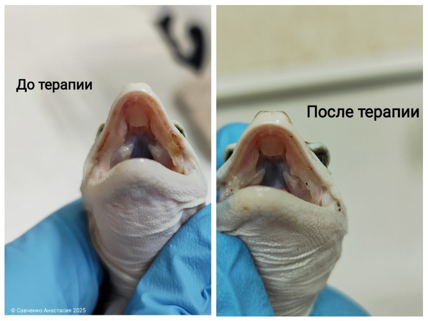 Ветеринар из Ростова спасла ящерицу эублефара от нескольких заболеваний