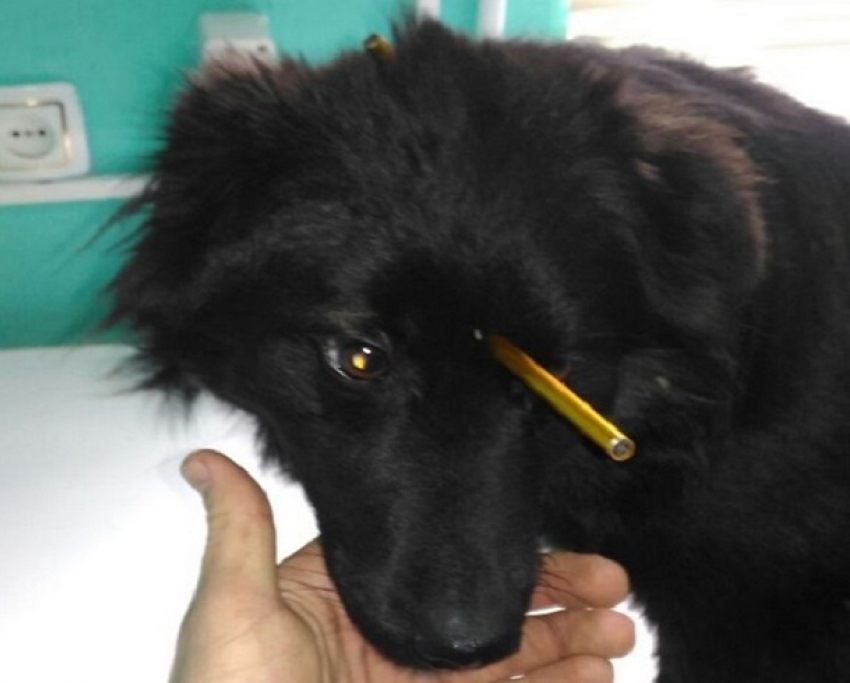 Живодеры проткнули трубкой насквозь голову собаки в Ростовской области