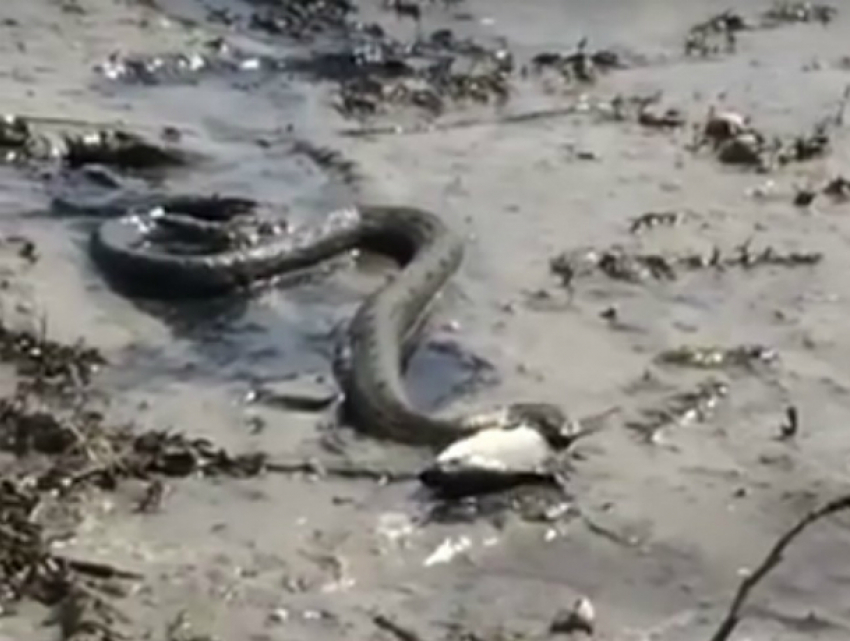 «Очередная» жертва хищного змея на пляже Ростова попала на видео