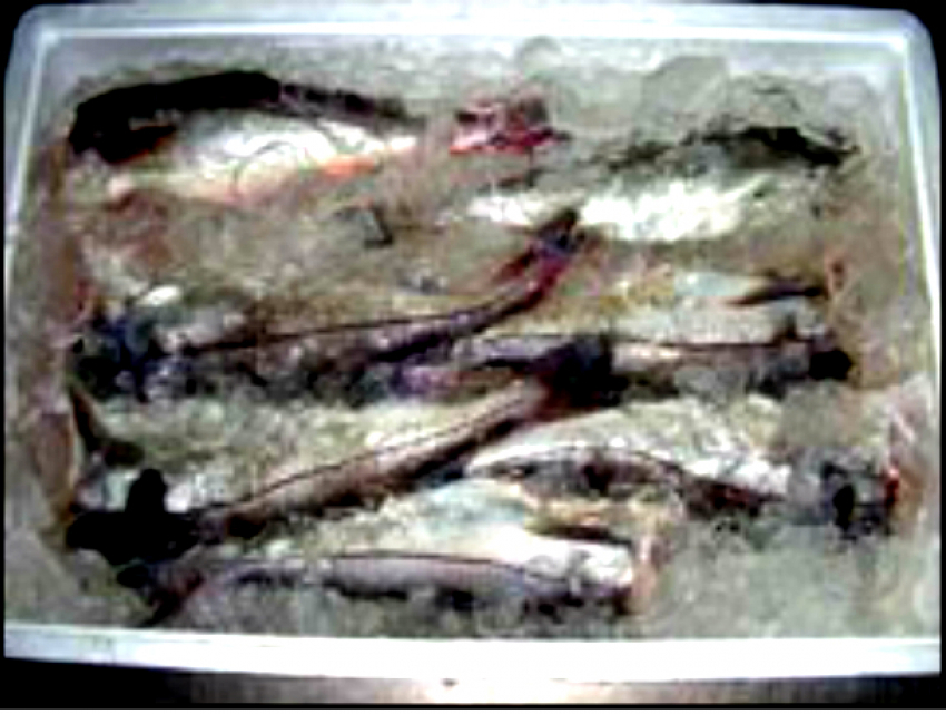 Опасной рыбой без документов  кормили сирот в Ростовской области