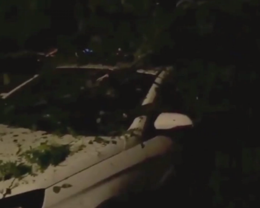 Упавшее в Ростове дерево раздавило шесть автомобилей