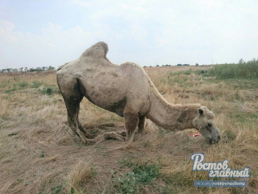 Местные жители сделали из верблюда донского зоопарка инвалида и морят его голодом 