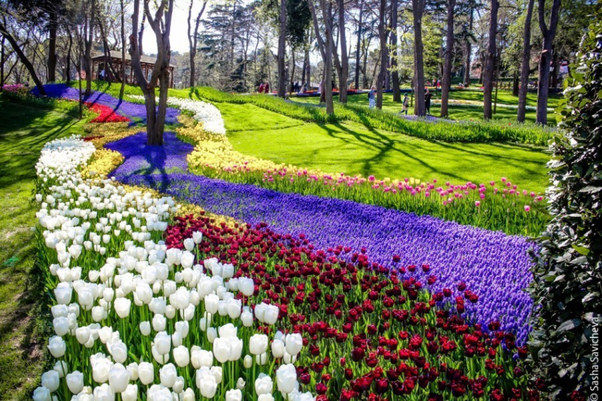 В Ростове-на-Дону в мае пройдет фестиваль тюльпанов