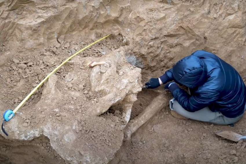 В Ростовской области восстановят череп ископаемого слона, который нашли у Таганрогского залива