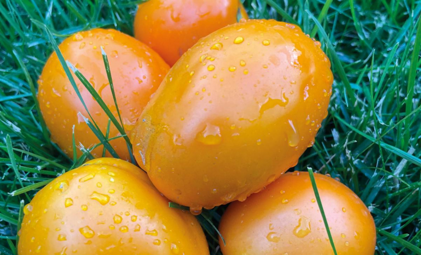 Томаты Еллоу Авюри F1: потрясающий вкус и необычная форма плодов