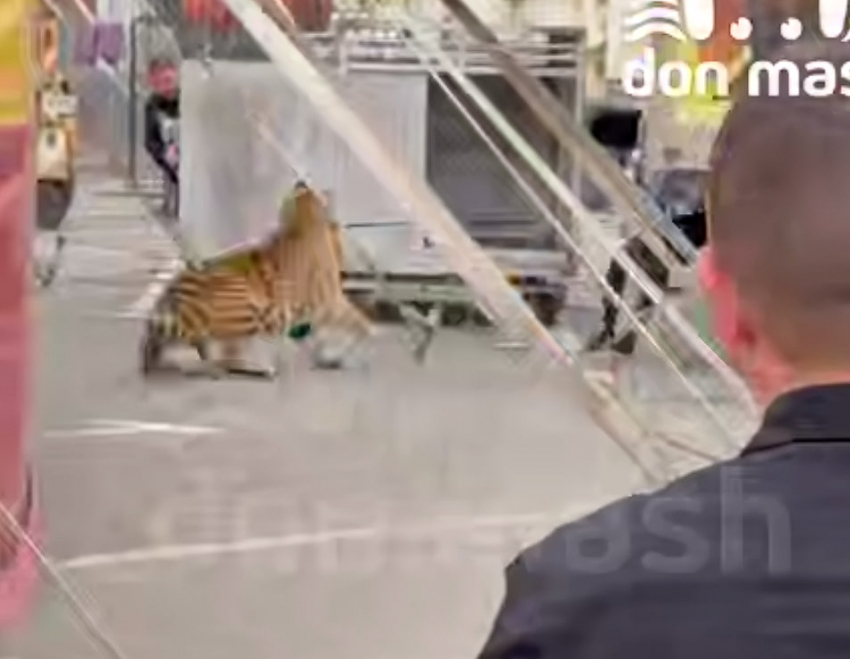 СК, прокуратура и полиция начали проверку после инцидента с тигром в цирке