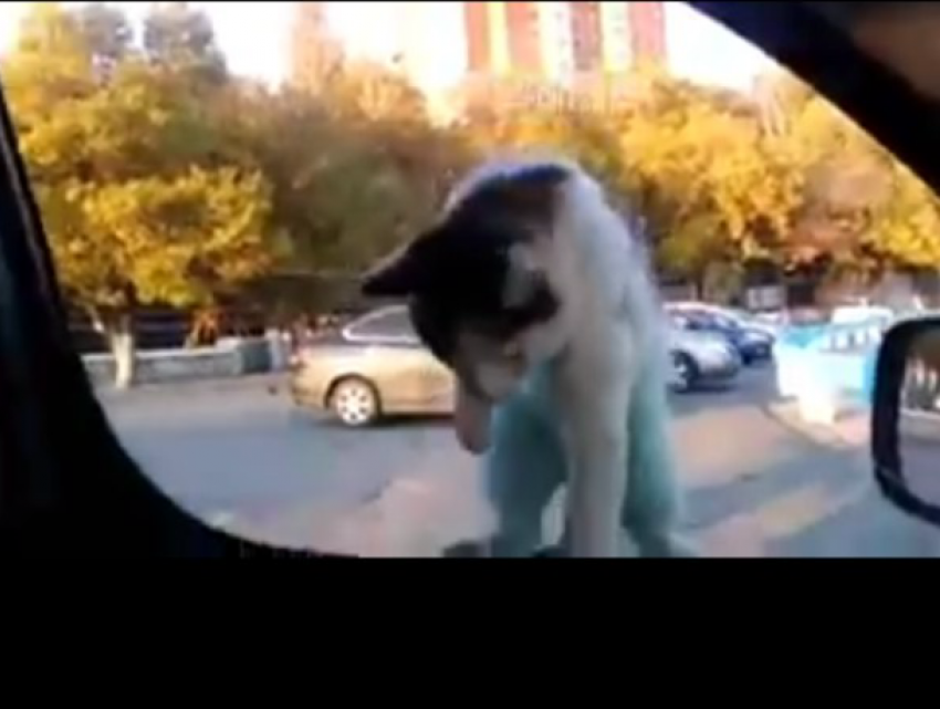 Милейший наглый котик «плюхается» на колени водителей и «атакует» машины в Ростове на видео