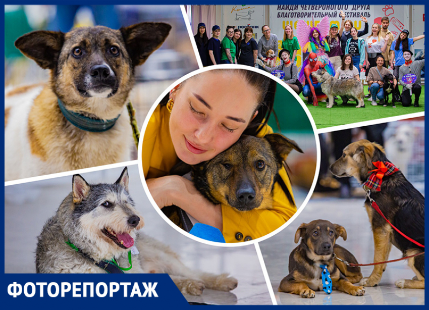 Мокрые носы и добрый взгляд: в Ростове прошел добрый фестиваль животных «Дай лапу» 