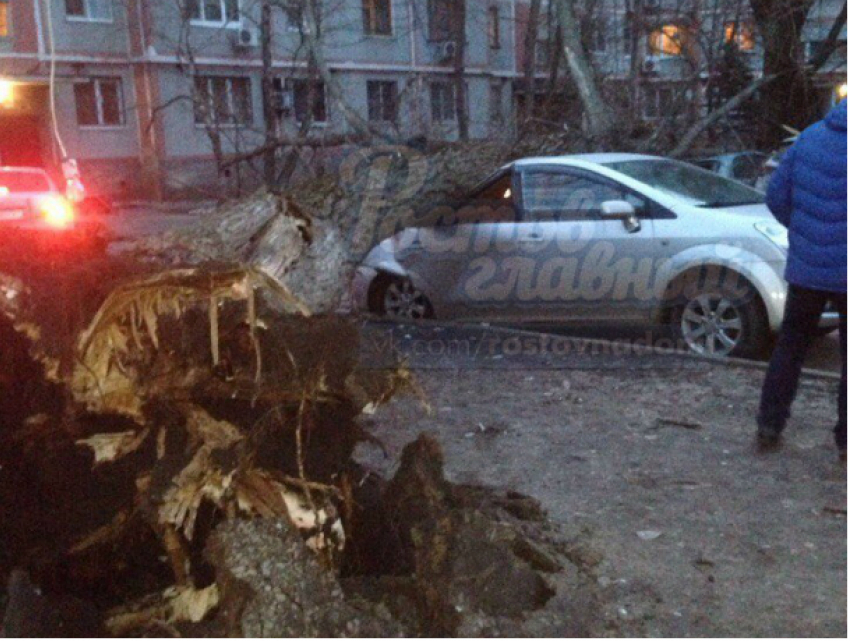 Упавший тополь уничтожил новый «Форд» во дворе Ростова: еще три автомобиля получили повреждения