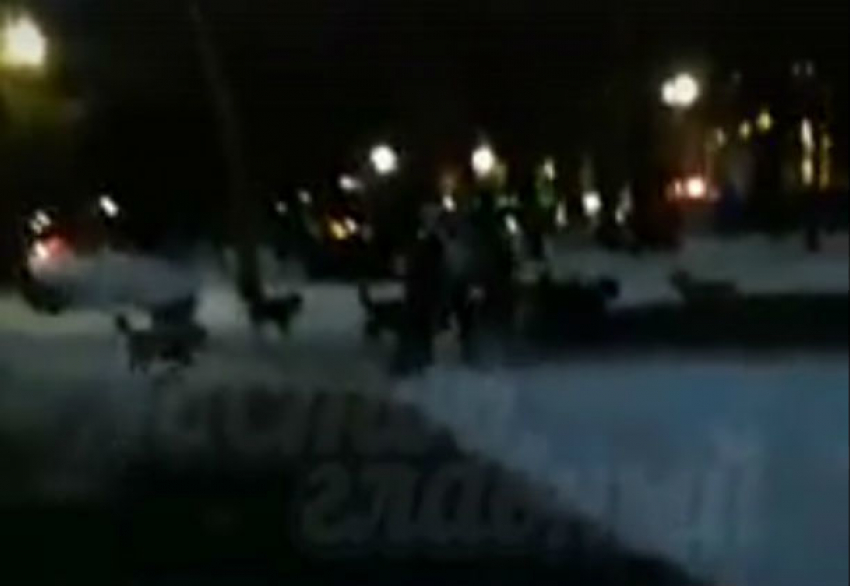 Агрессивная свора собак, бросающихся на прохожих в центра Ростова, попала на видео