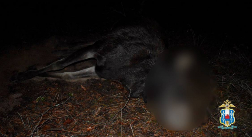 В Ростовской области задержали браконьера за убийство лосей 