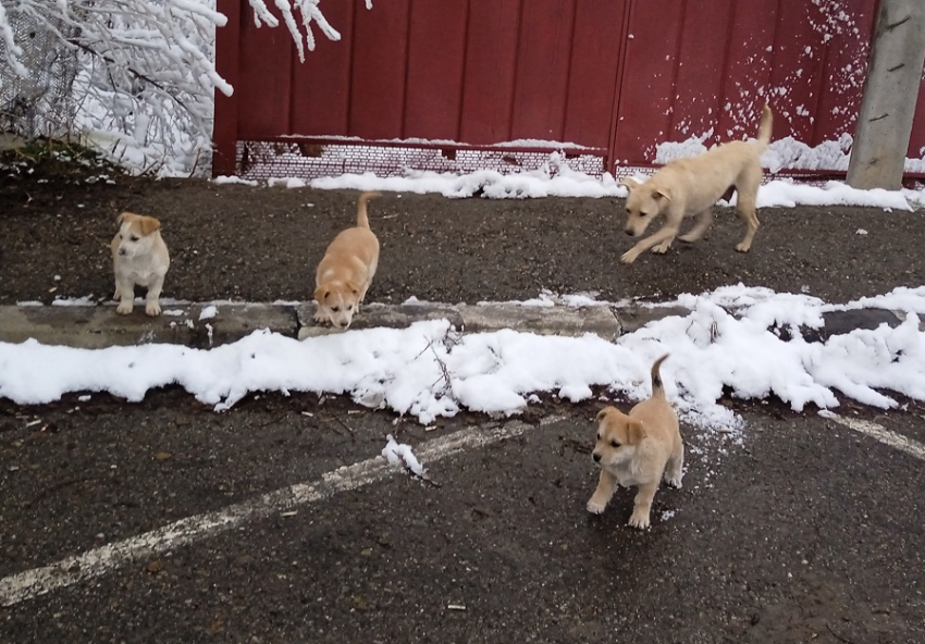 Защитники животных из Ростова пожаловались президенту на «негуманные законопроекты» депутатов Госдумы