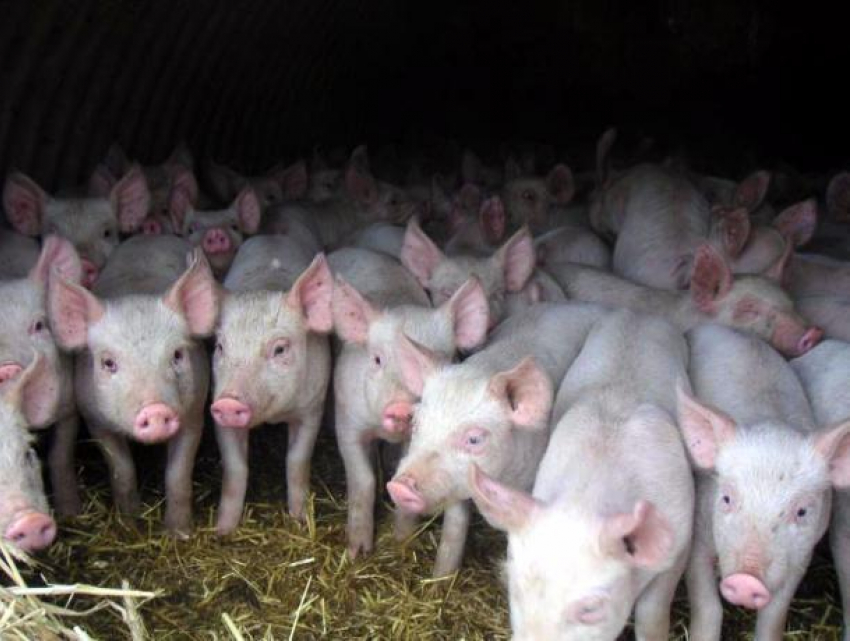 Компенсации за убийства свиней получат жители Ростовской области