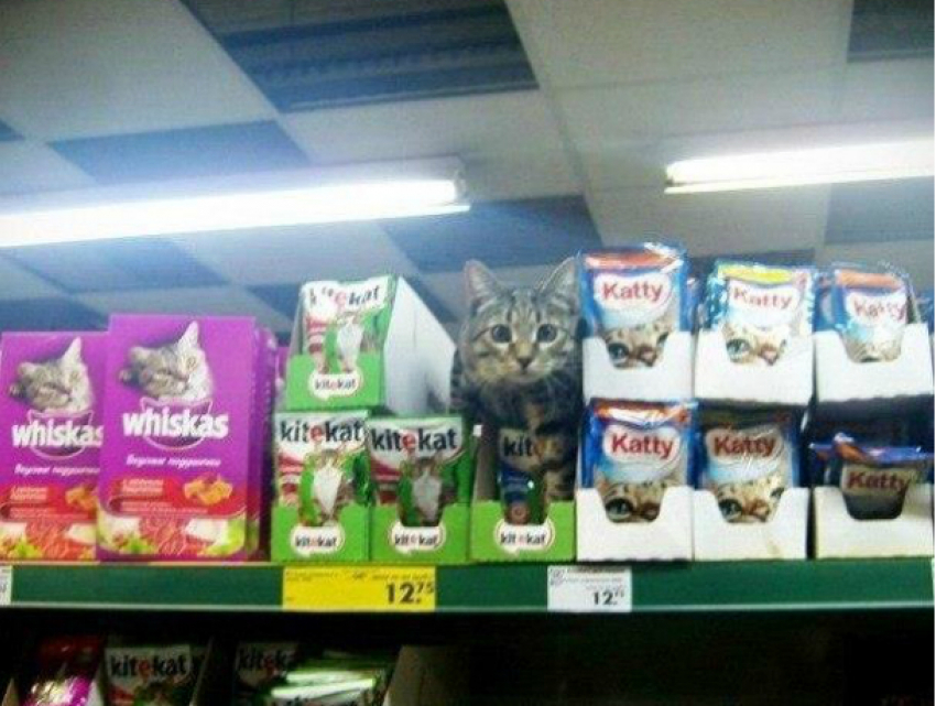 Полосатый «консультант» в отделе кошачьих консервов развеселил покупателей магазина в Ростове