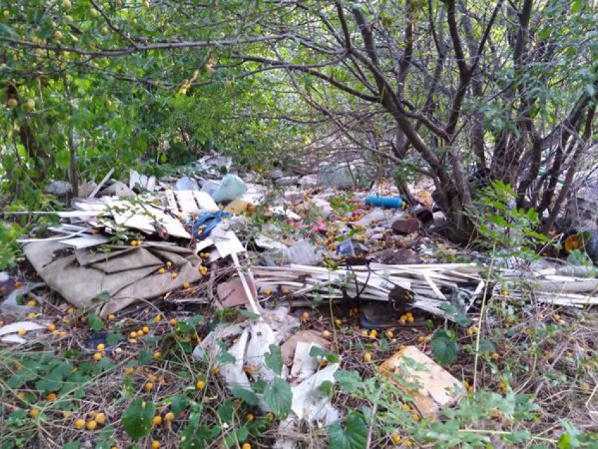Ростовчан возмутила свалка в Щепкинском лесу
