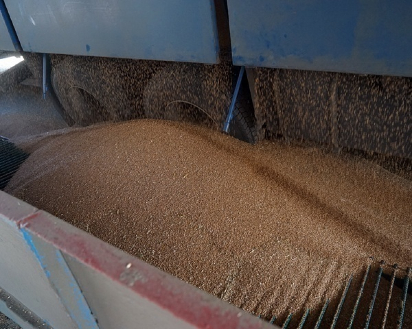 Полицейского из Аксая проверяют за отказ принять заявление о пропаже 24 тонн пшеницы 
