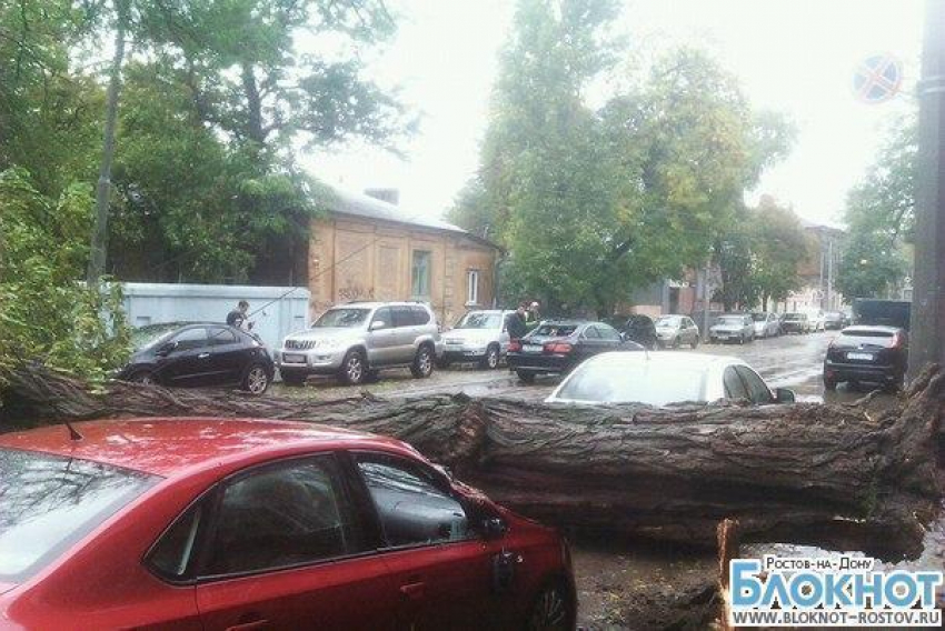 В Ростове-на-Дону дерево упало, повредив четыре автомобиля