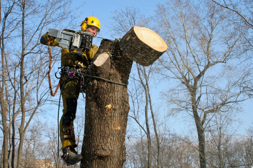 В Ростове во избежание аварийных ситуаций спиливают старые деревья