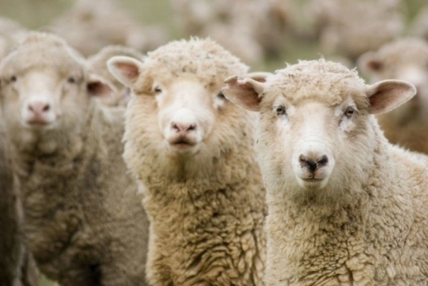 В Ростовской области задержали жителя Украины, который незаконно провел через границу 400 овец