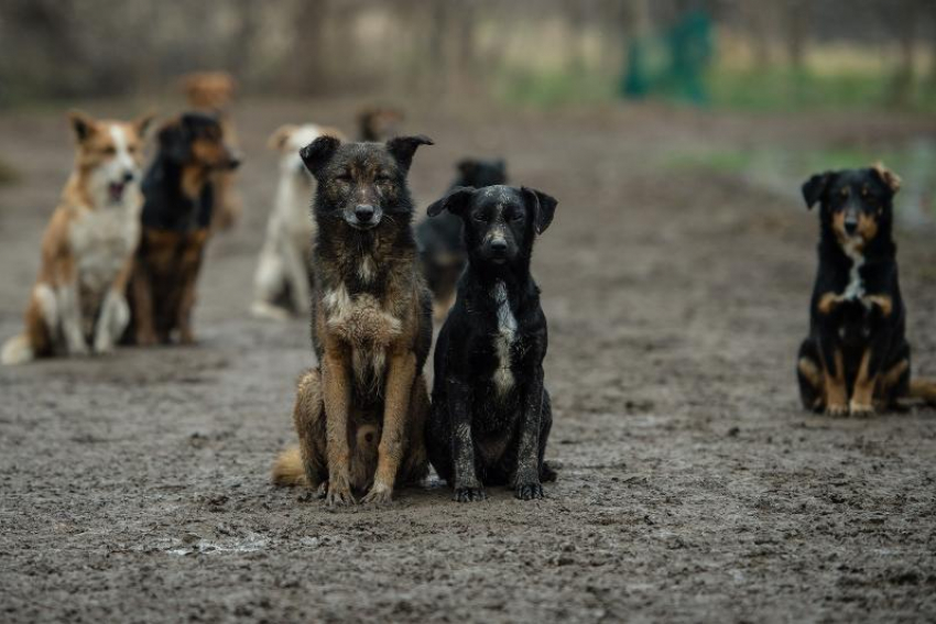 В травмпункты Ростова стали чаще обращаться с укусами собак
