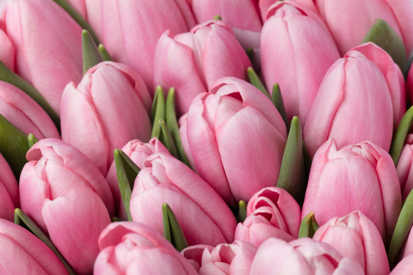 Весна — время для тюльпанов: специалисты рассказали ростовчанам о том, как создать яркую клумбу