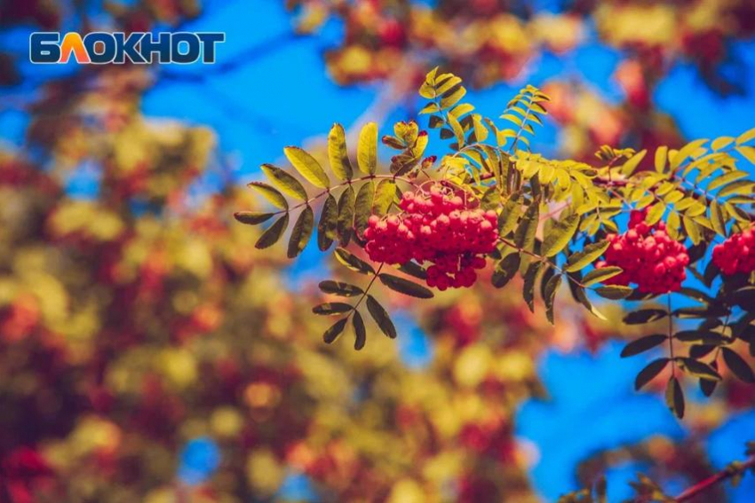 До +30 прогнозируют на следующей неделе в Ростове