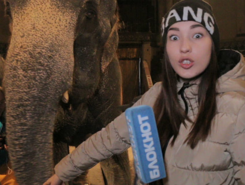 От поцелуя прекрасной Насти отказался капризный слон в Ростовском цирке