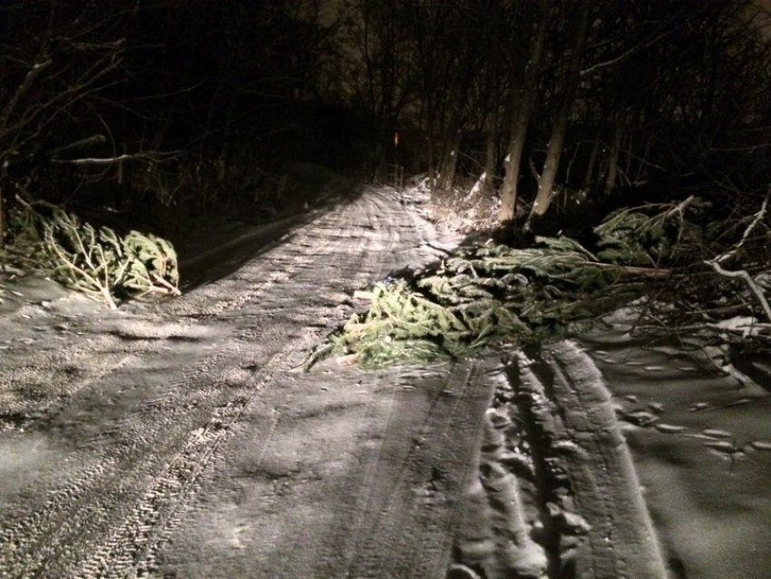 Елки на дорогу выбрасывают продавцы в Ростове